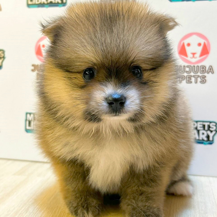 Pomeranian Puppy (Male) For Sale