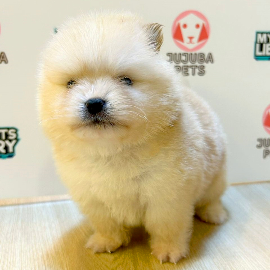 Super Tiny Pomeranian Puppy (Female) For Sale