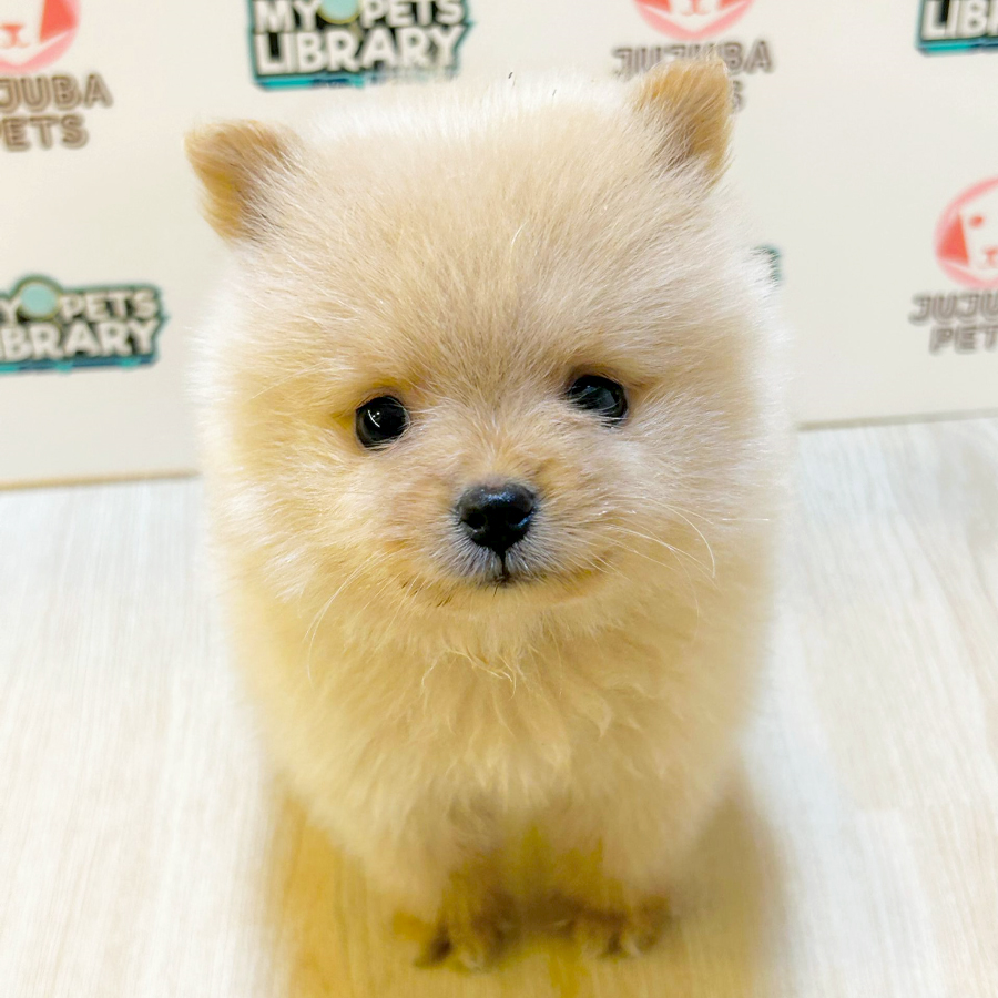 Tiny Pomeranian Puppy (Female) For Sale