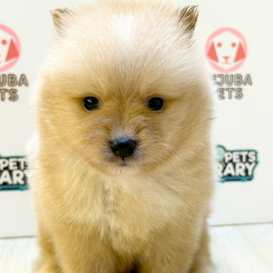 Tiny Pomeranian Puppy (Female) For Sale