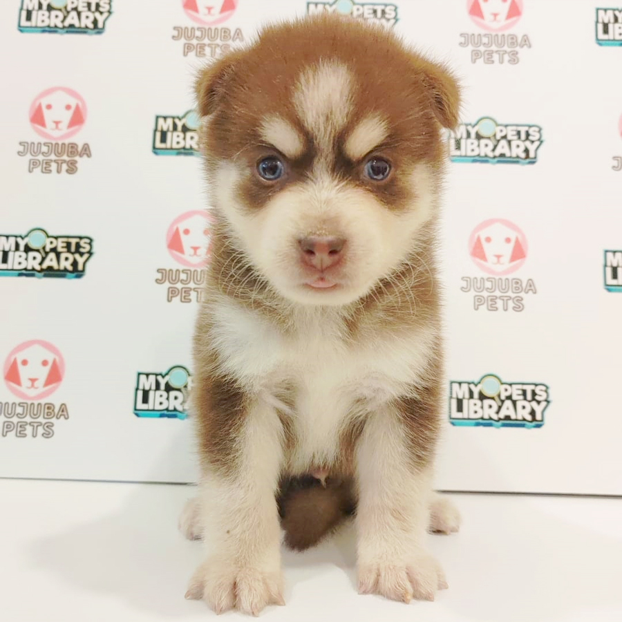 Pomsky Puppy (Male) For Sale