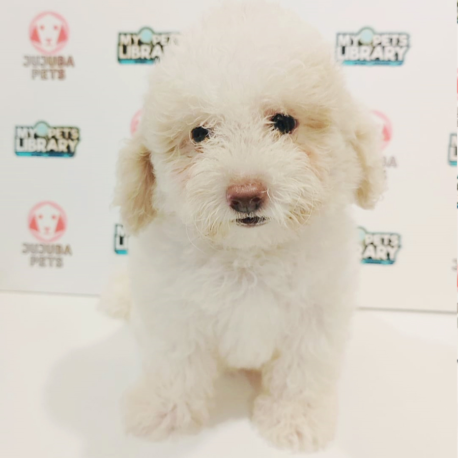 Toy Poodle Puppy (Male) For Sale