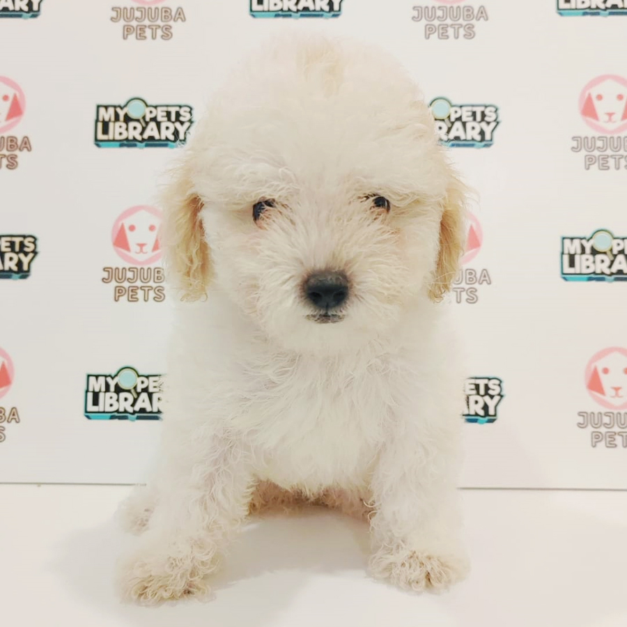 Toy Poodle Puppy (Female) For Sale