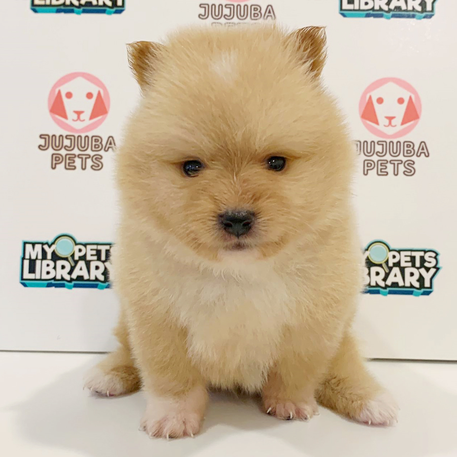 Tiny Pomeranian Puppy (Female) For Sale