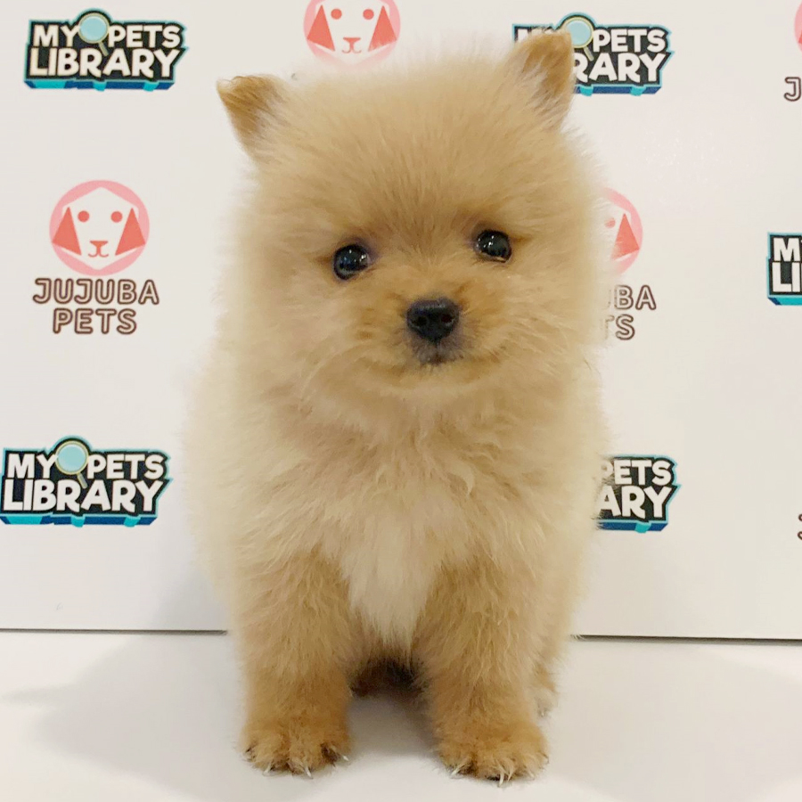 Tiny Pomeranian Puppy (Female) For Sale