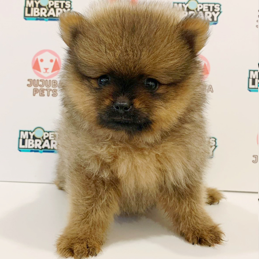 Pomeranian Puppy (Male) For Sale