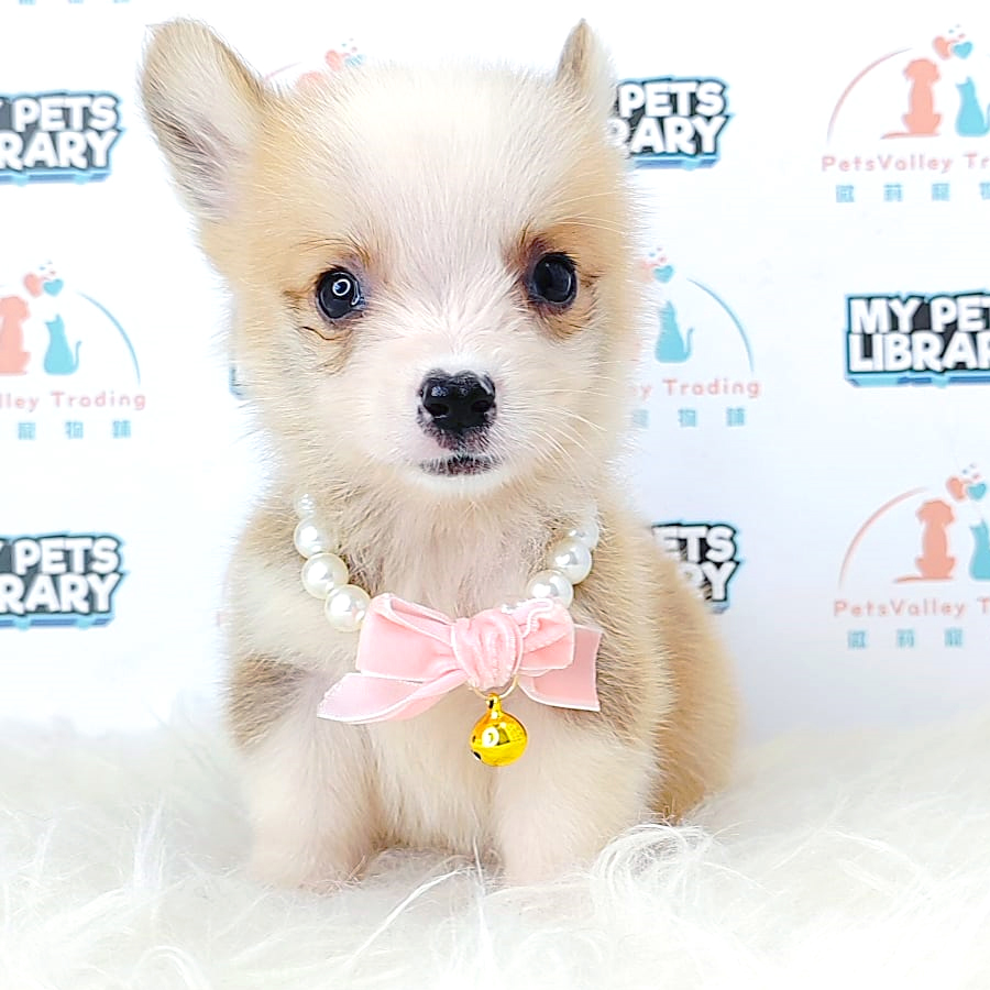 Welsh Corgi Puppy (Male) For Sale