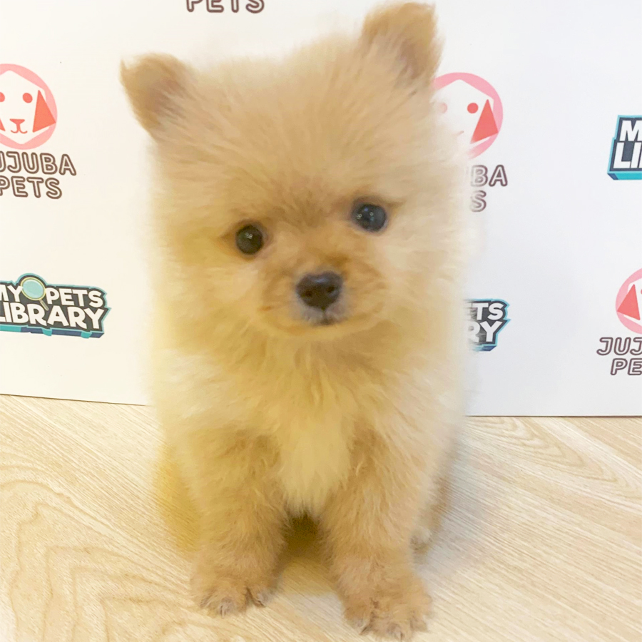 Tiny Pomeranian Puppy (Female) For Sale