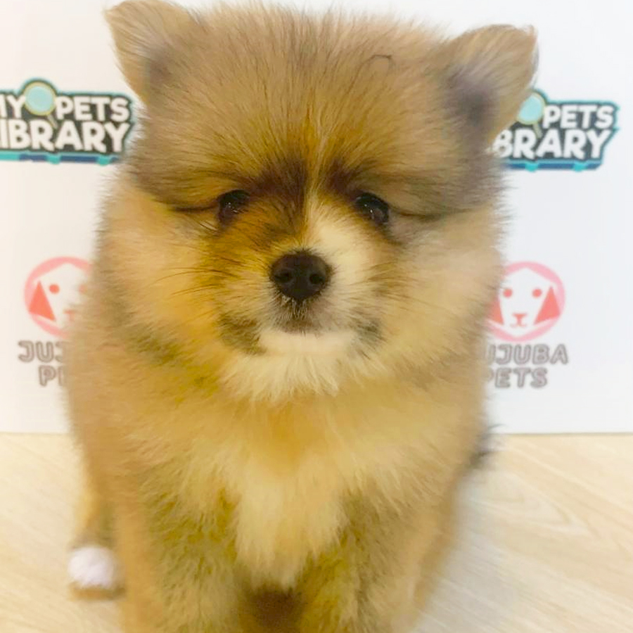 Pomeranian Puppy (Female) For Sale
