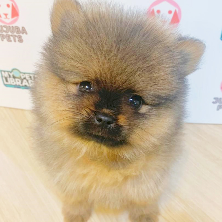 Pomeranian Puppy (Male) For Sale