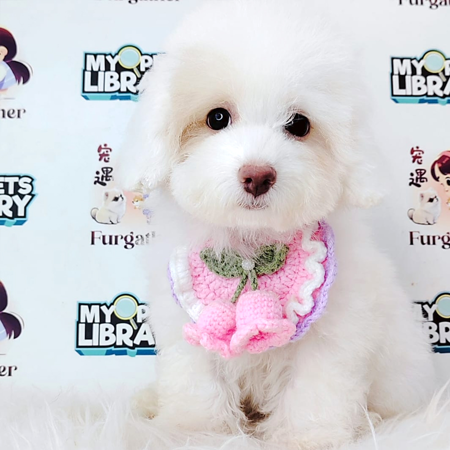 Poodle Puppy (Male) For Sale