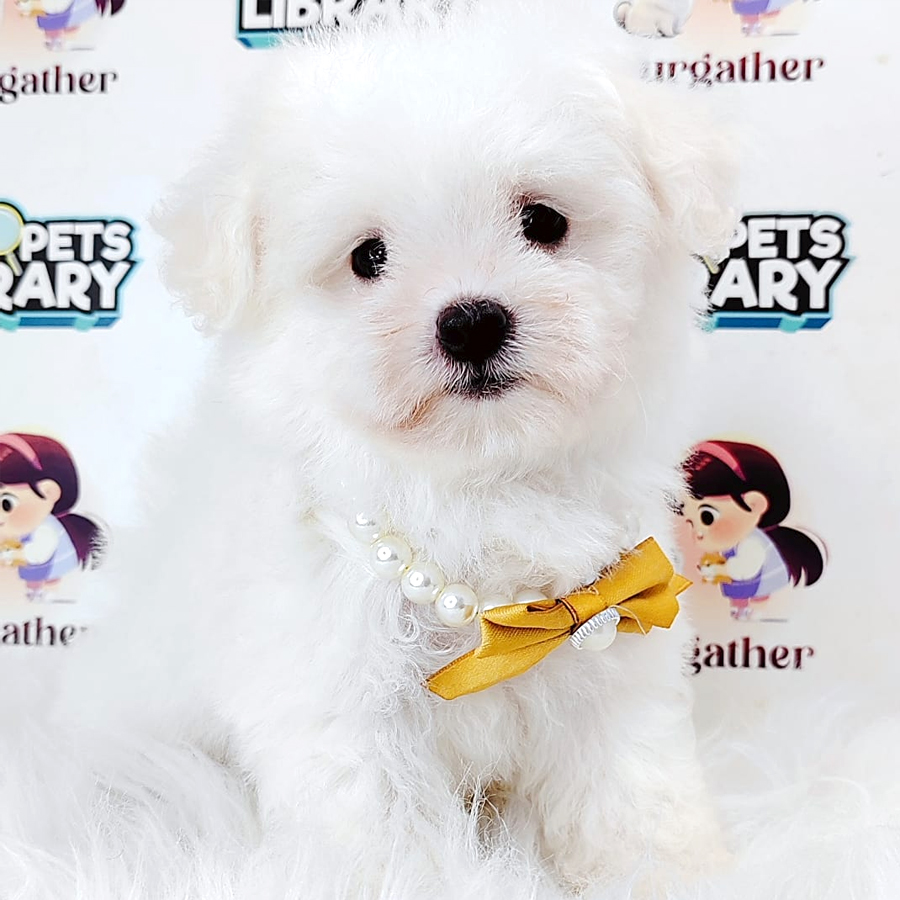 Poodle Puppy (Female) For Sale