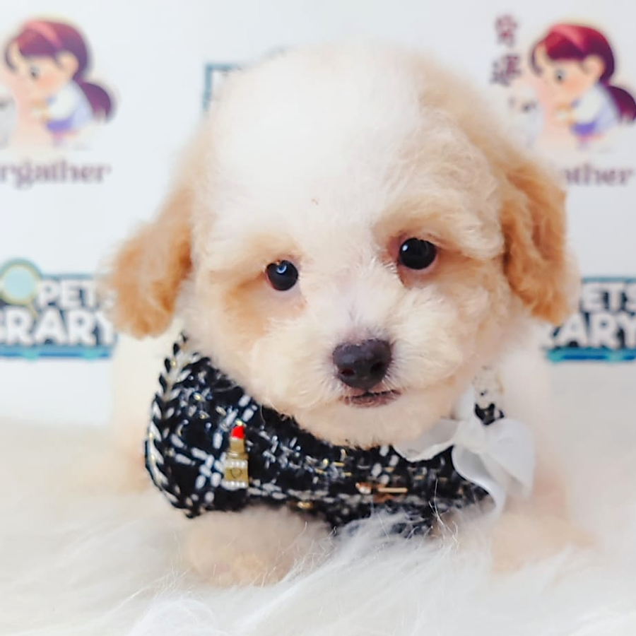 Poodle Puppy (Female) For Sale