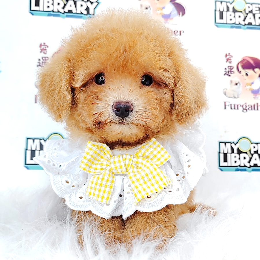 Poodle Puppy (Male) For Sale