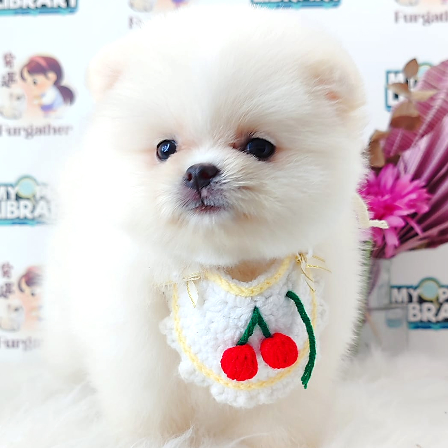 Tiny Pomeranian Puppy (Female) For Sale