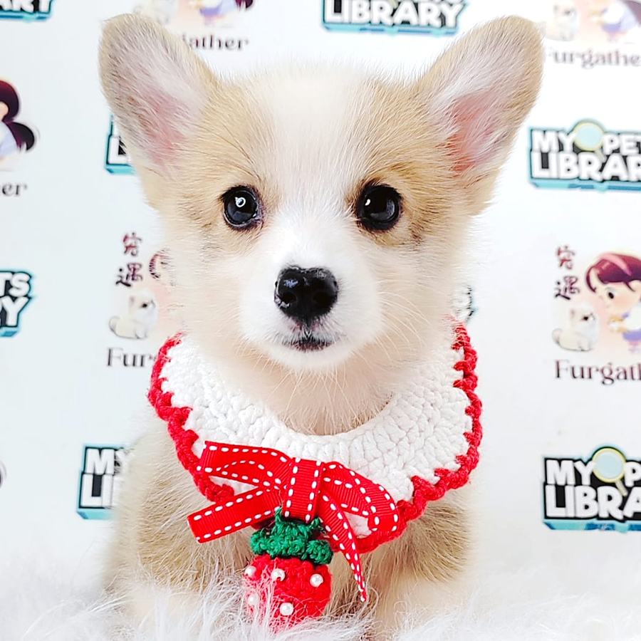 Corgi Puppy (Female) For Sale