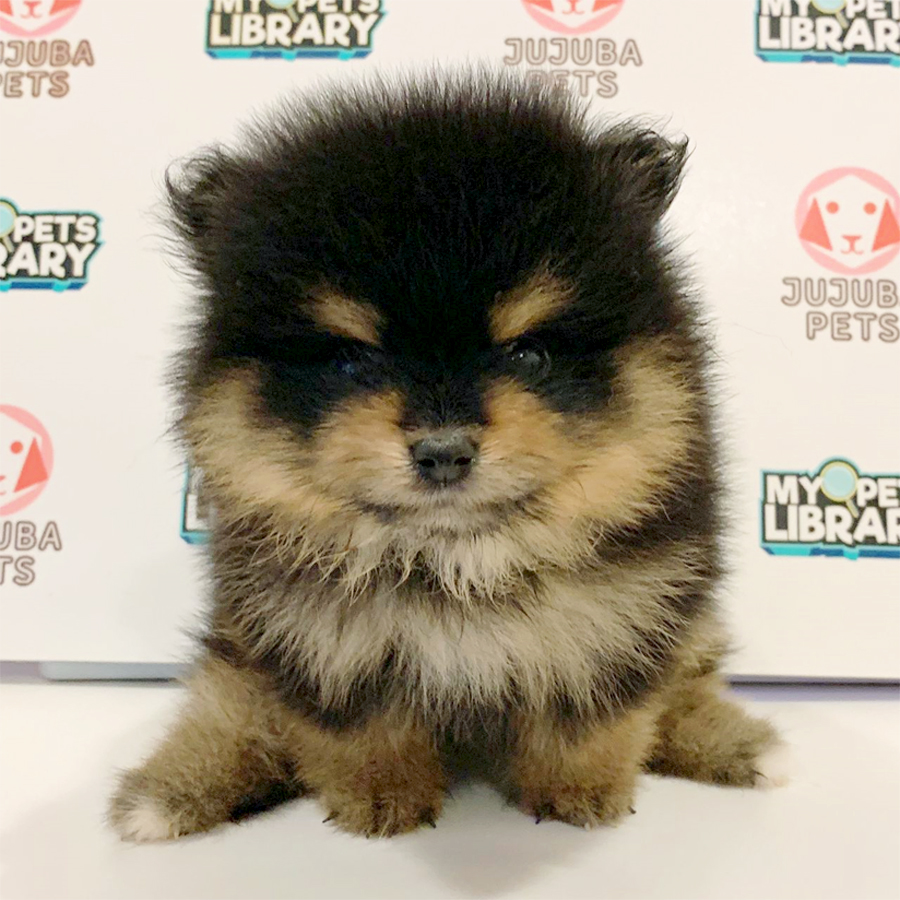 Tiny Pomeranian Puppy (Female) For Sale