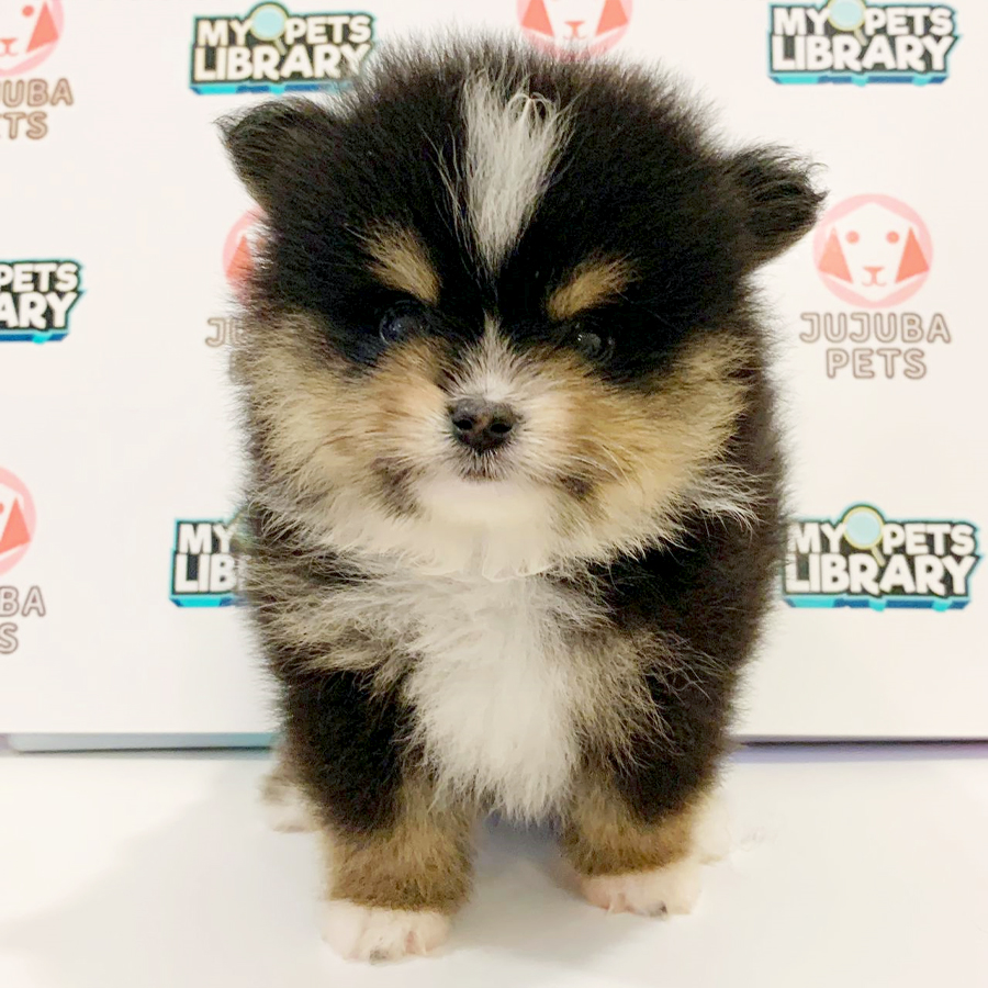 Tiny Pomeranian Puppy (Male) For Sale