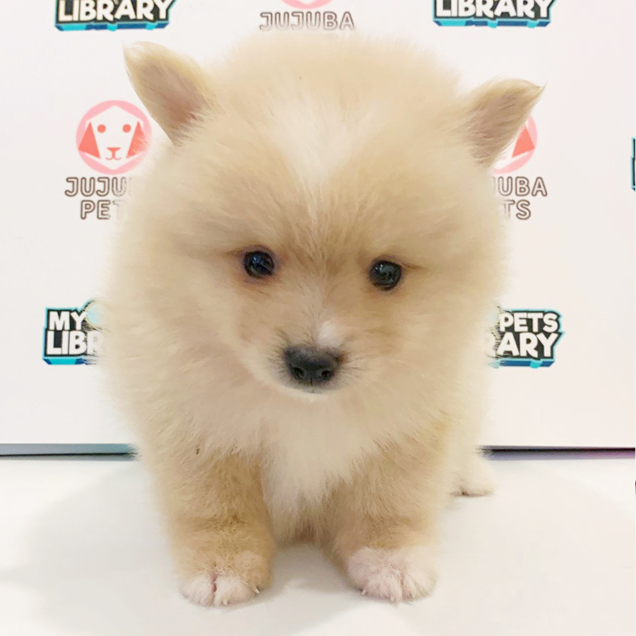 Pomeranian Puppy (Male) For Sale