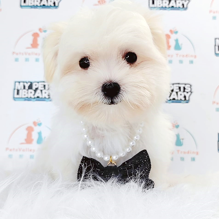 Maltipoo Puppy (Male) For Sale