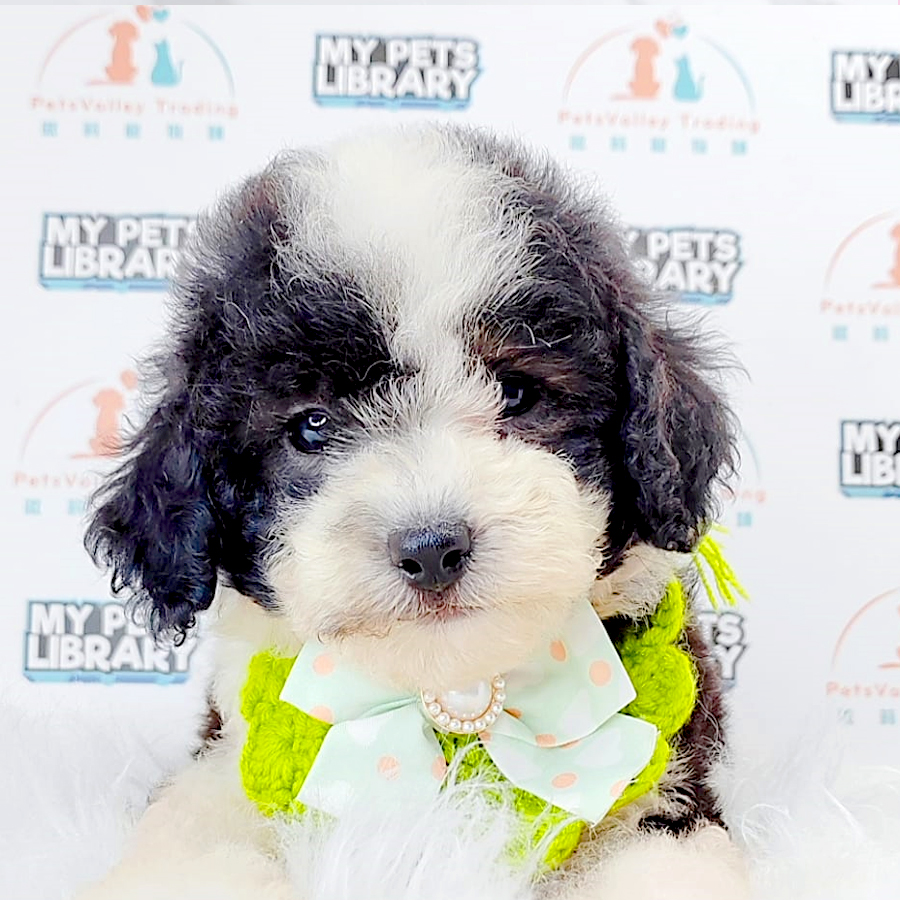 Toy Poodle Puppy (Male) For Sale