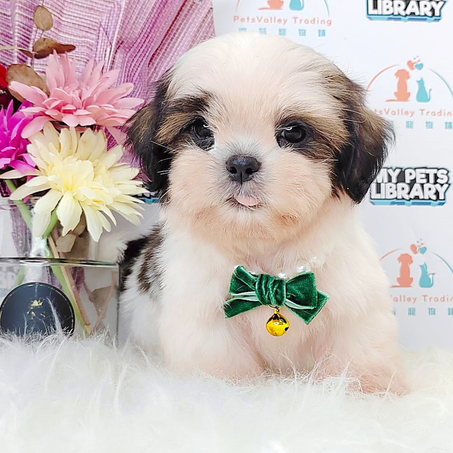 Shih Tzu Puppy (Male) For Sale