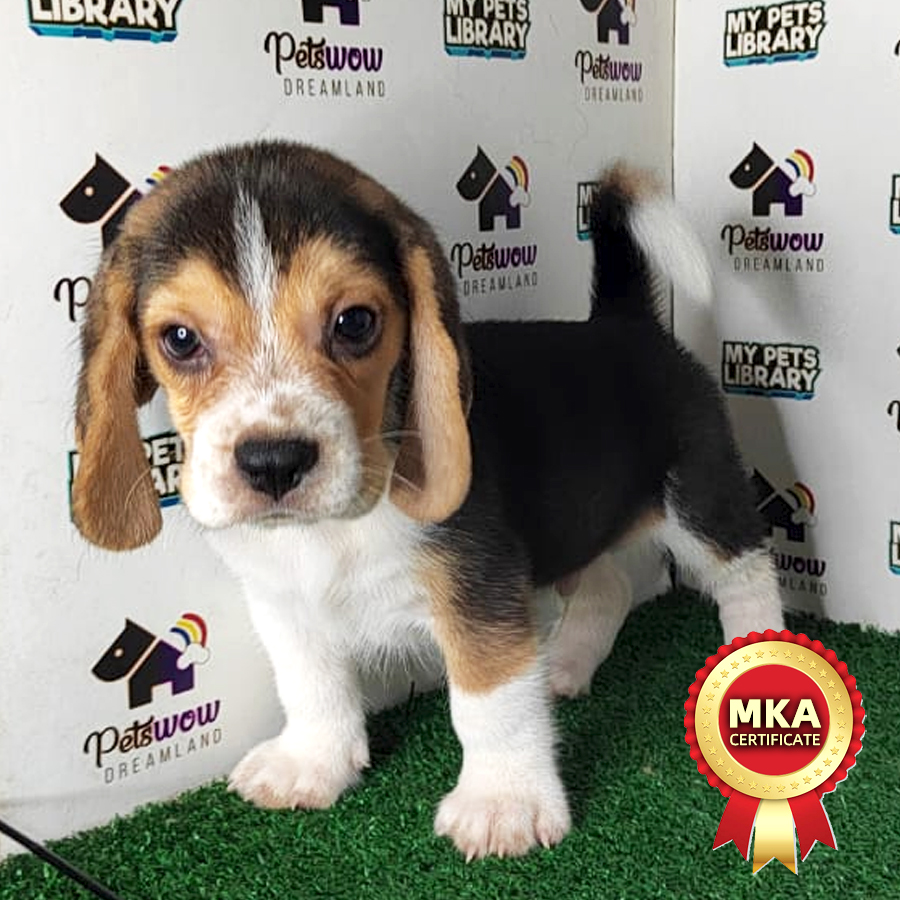 MKA Beagle Puppy (Male) For Sale