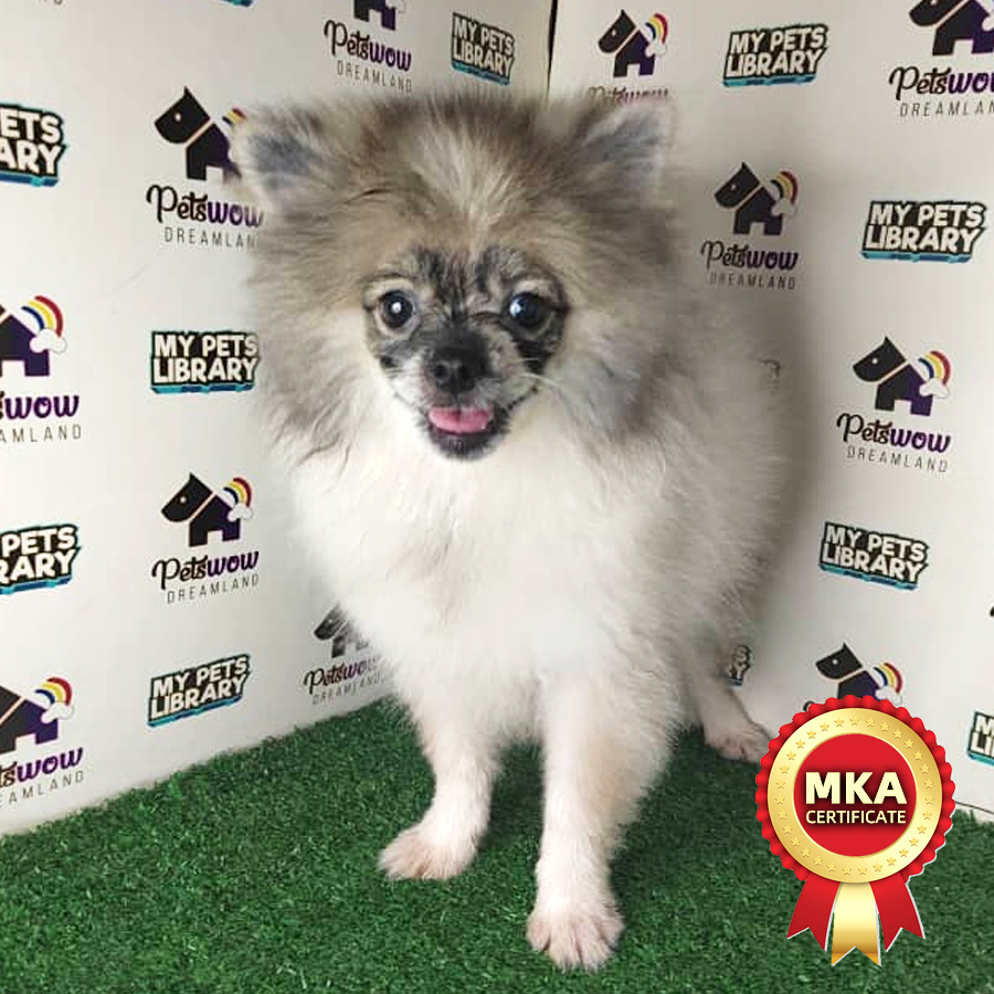 MKA Pomeranian Puppy (Male) For Sale