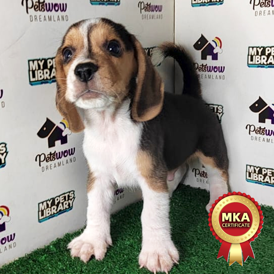 MKA Beagle Puppy (Male) For Sale