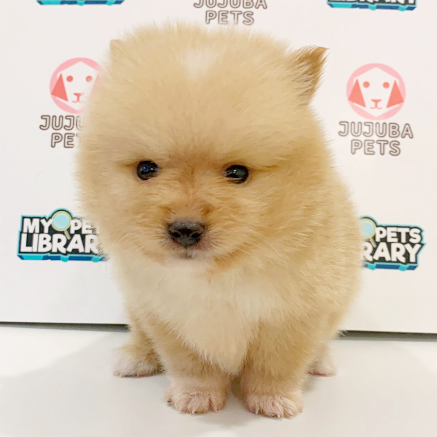Tiny Pomeranian Puppy (Male) For Sale