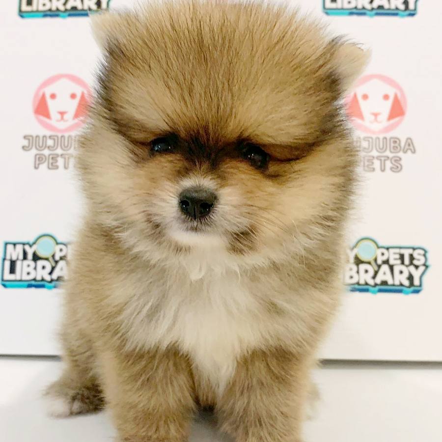 Tiny Pomeranian Puppy (Male) For Sale