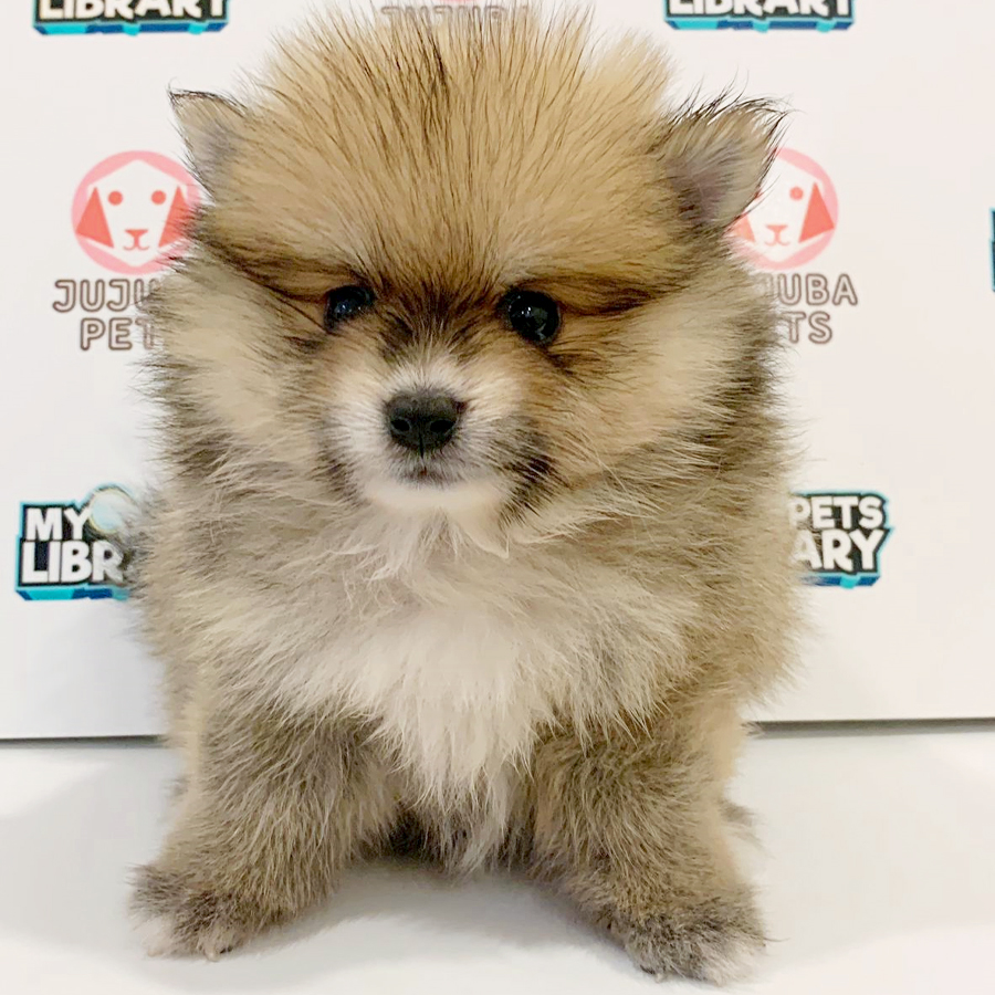 Pomeranian Puppy (Male) For Sale