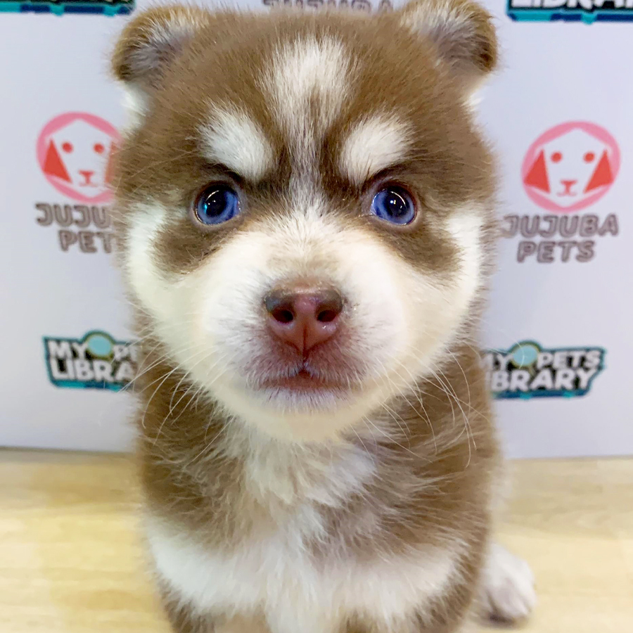 Pomsky Puppy (Male) For Sale
