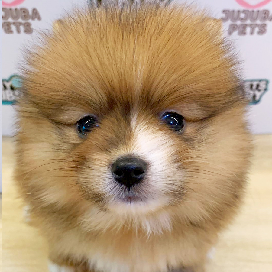 Pomeranian Puppy (Female) For Sale