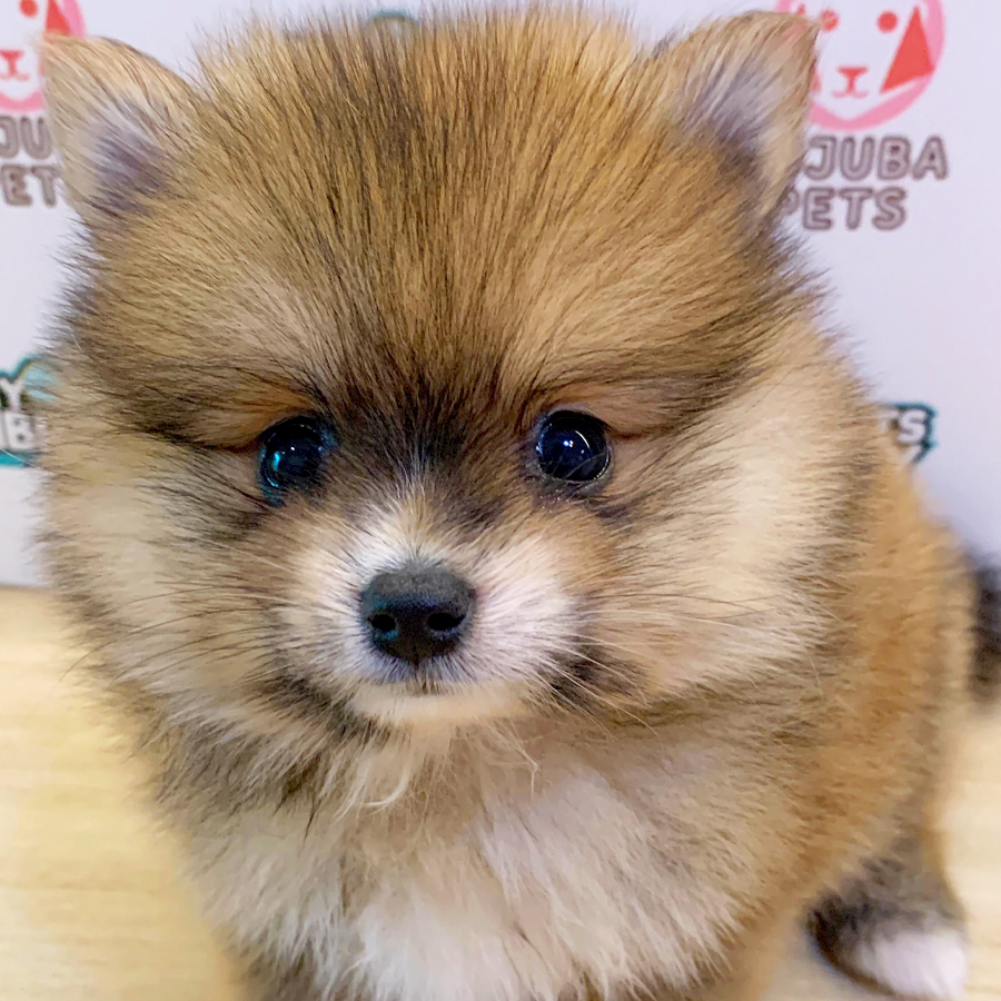Pomeranian Puppy (Male) For Sale