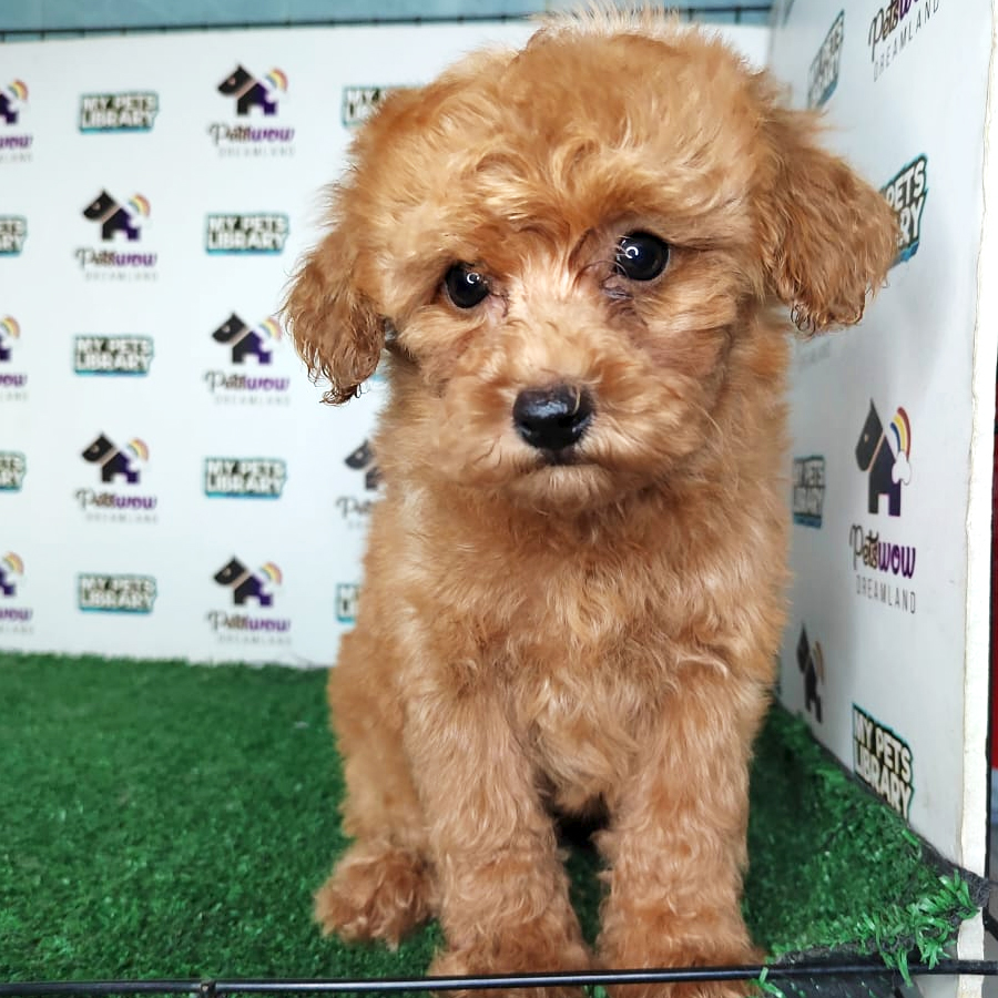 Poodle Puppy (Female) For Sale