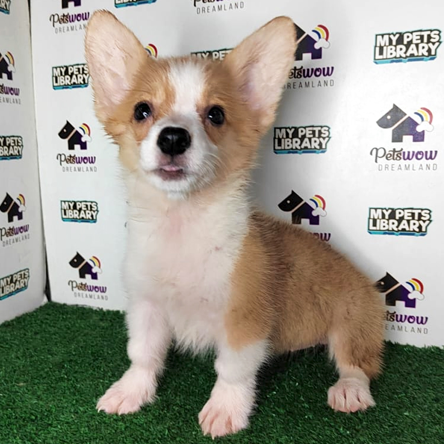 Welsh Corgi Puppy (Female) For Sale