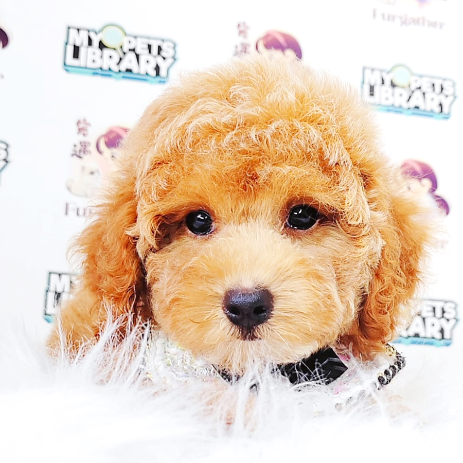 Poodle Puppy (Female) For Sale