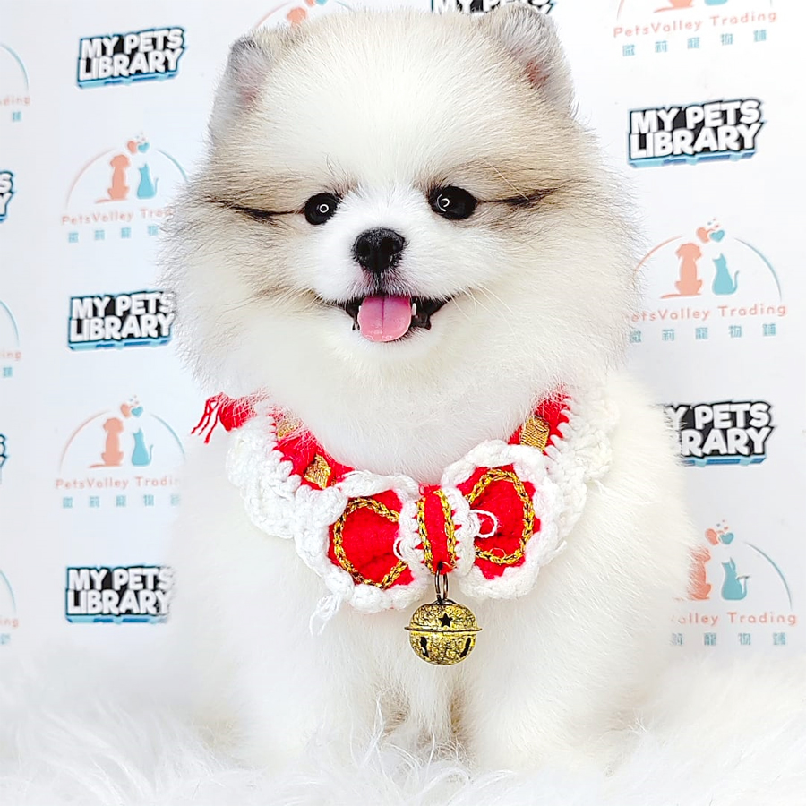 Pomeranian Puppy (Male) For Sale