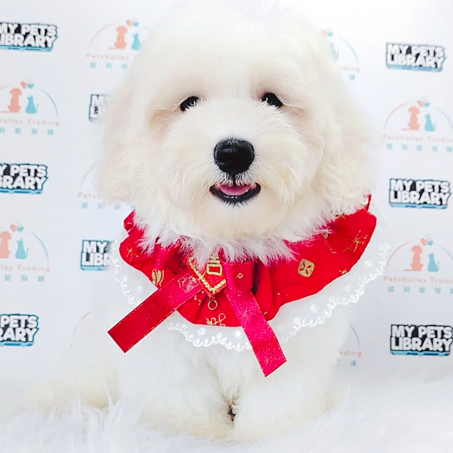 Maltipoo Puppy (Male) For Sale