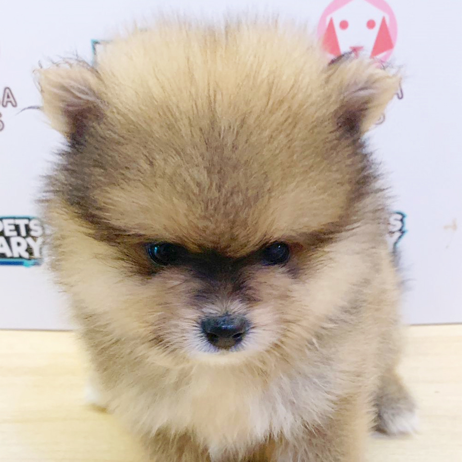 Tiny Pomeranian Puppy (Male) For Sale