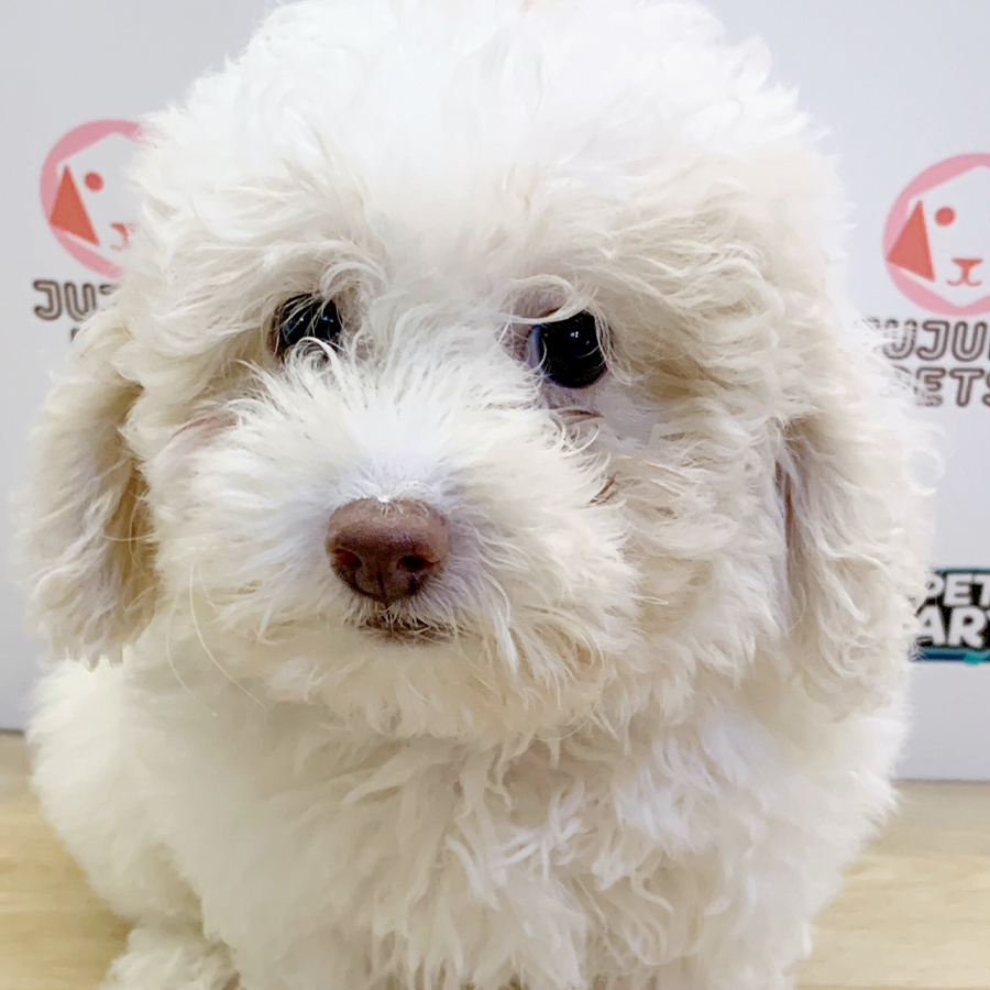 Toy Poodle Puppy (Male) For Sale