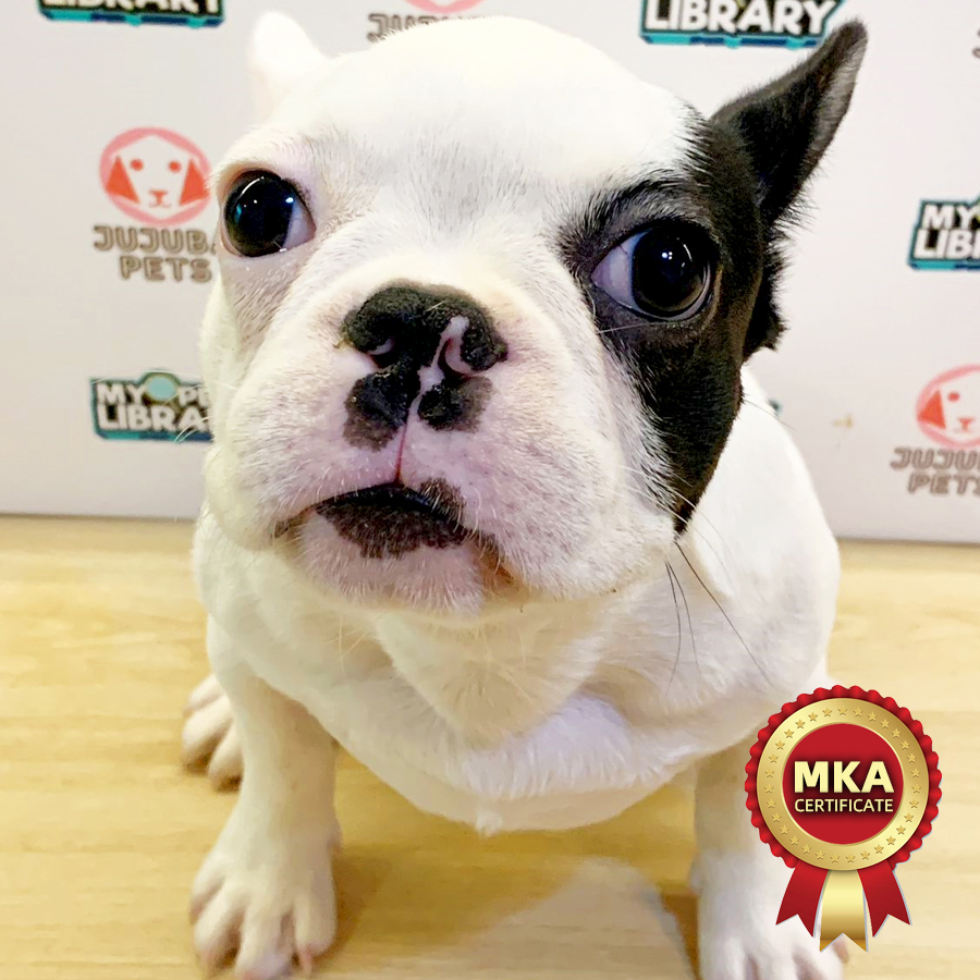 MKA Mini French Bulldog Puppy (Female) For Sale