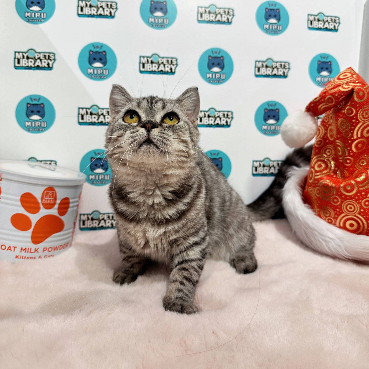 Munchkin British Shorthair Kitten (Male) For Sale