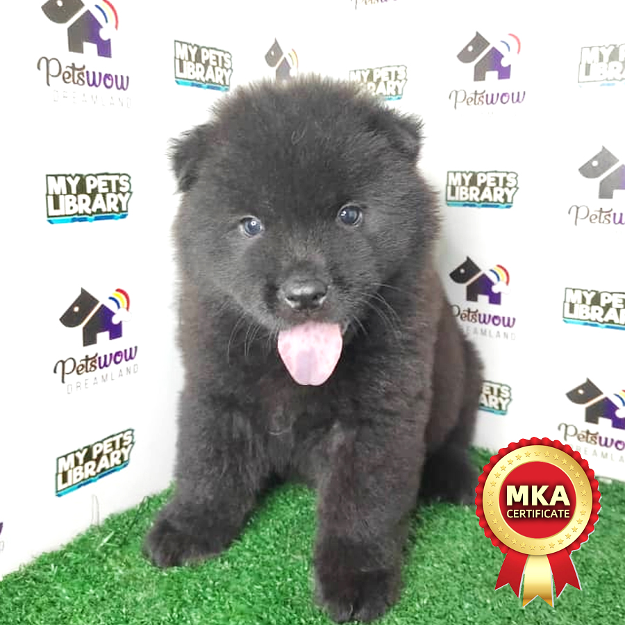 MKA Chow Chow Puppy (Female) For Sale
