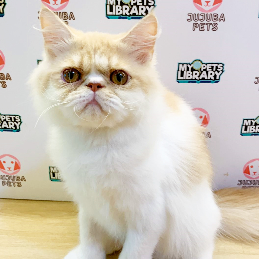 Persian Kitten (Male) For Sale