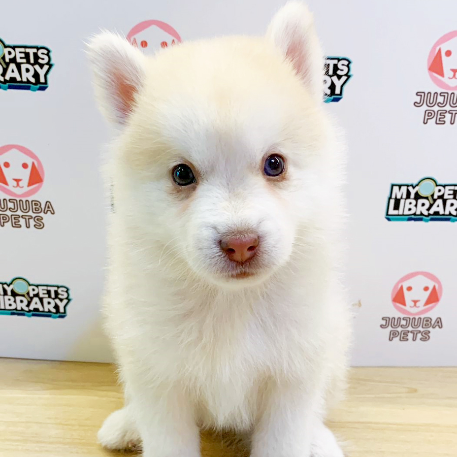 Pomsky Puppy (Male) For Sale