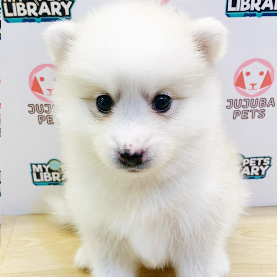 Pomsky Puppy (Female) For Sale
