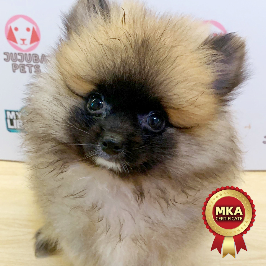 MKA Pomeranian Puppy (Female) For Sale