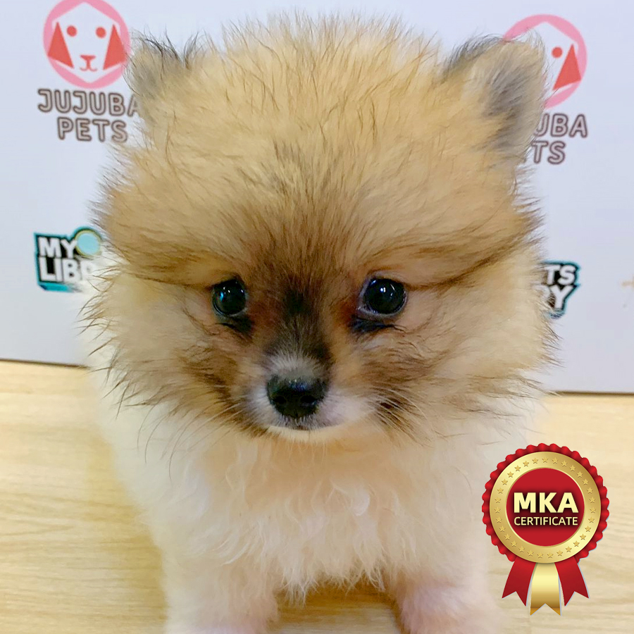 MKA Pomeranian Puppy (Female) For Sale
